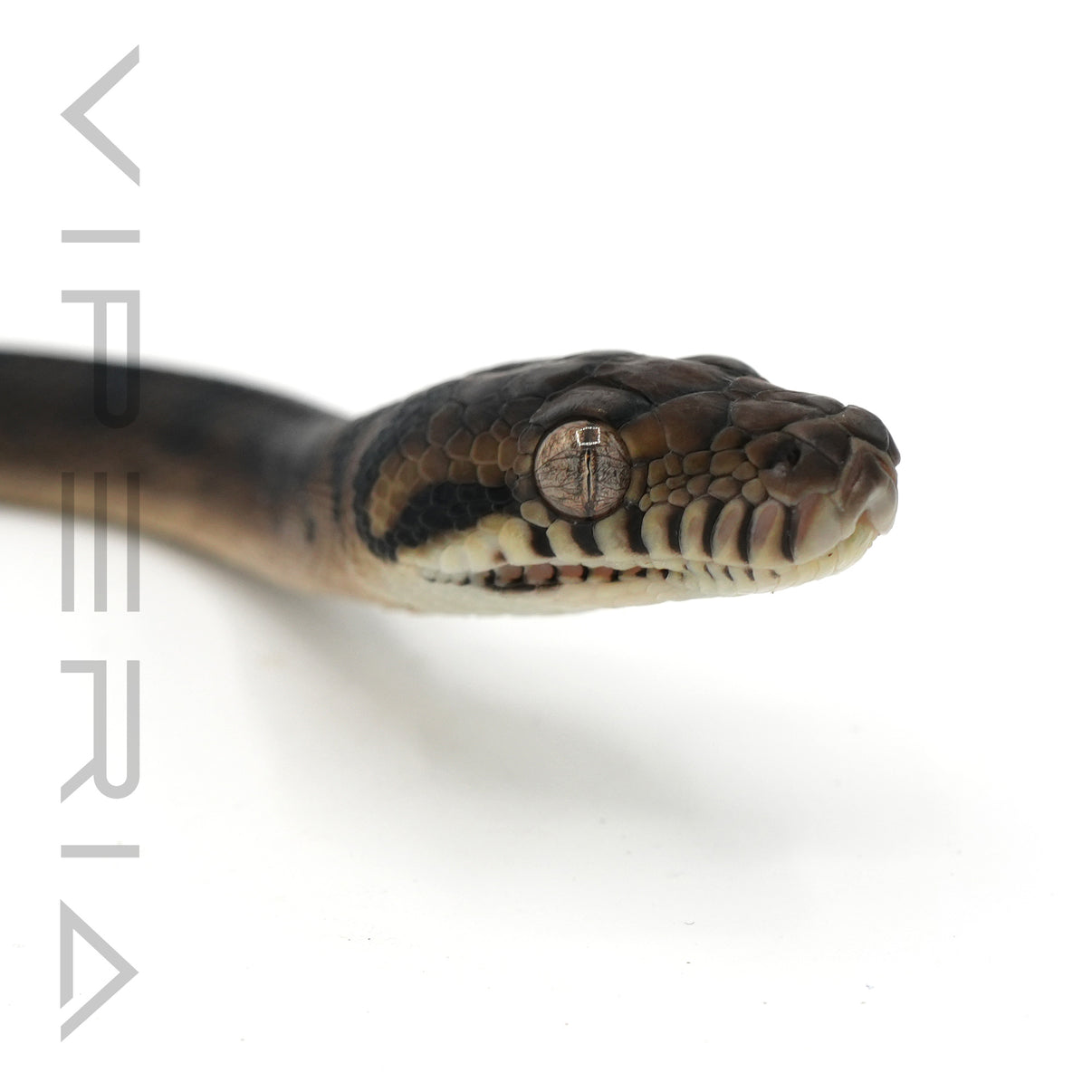 Proserpine Python Sorong Scrub Python for Sale – Viperia UK