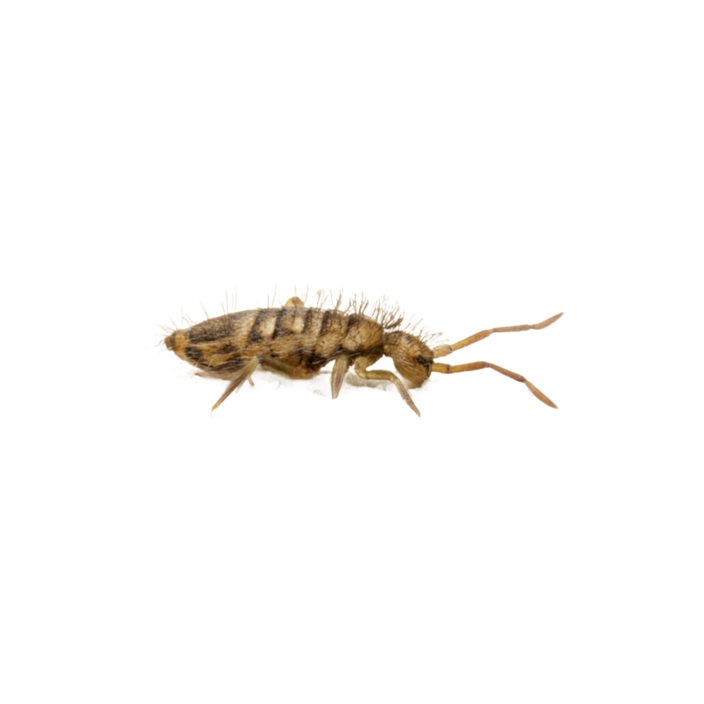 Springtails - Colony