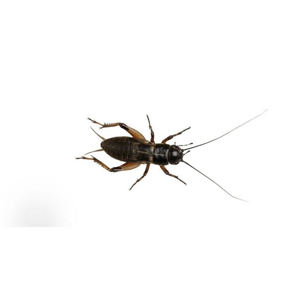 Standard / Large Black Crickets 12-20mm