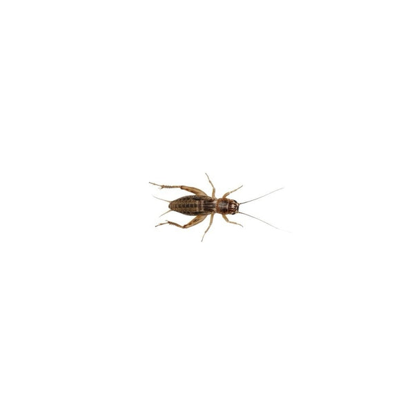 Standard Silent Brown Crickets 12-18mm
