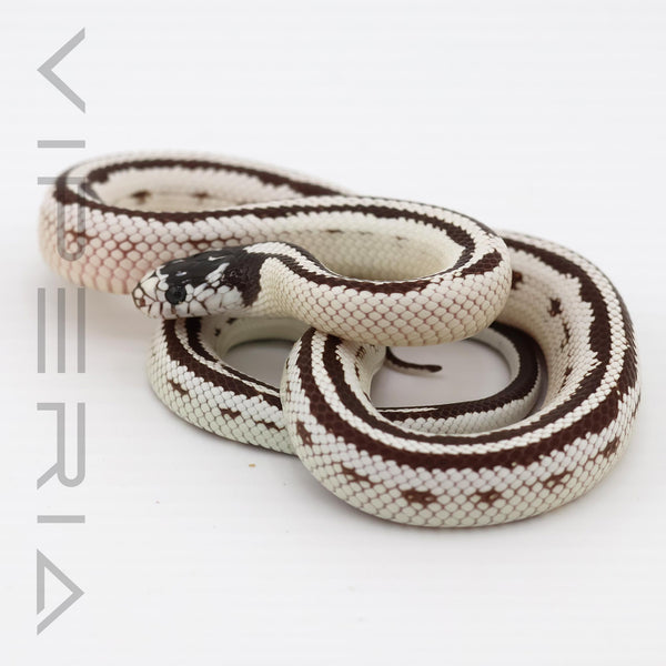 Stiped Cali Kingsnake