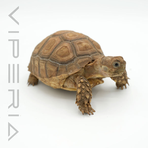 Sulcata Tortoise