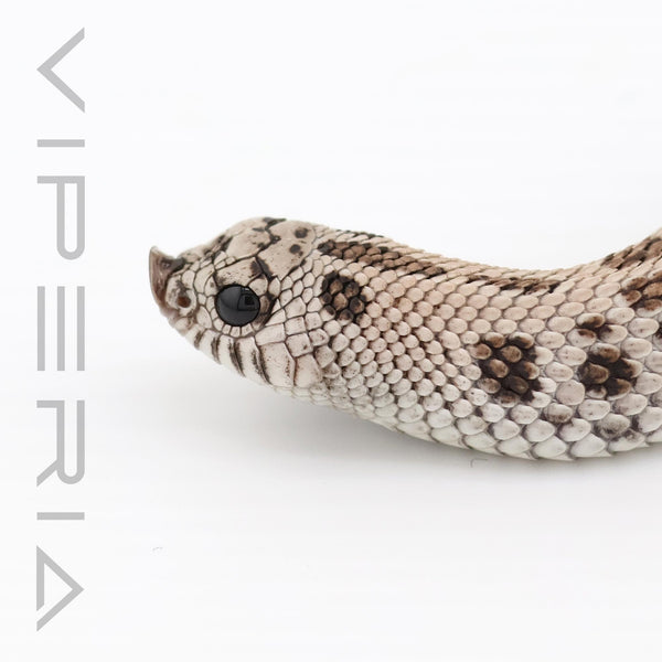 Super Arctic 50% Toffebelly Hognose