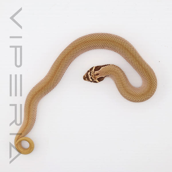 Superconda het Albino Hognose