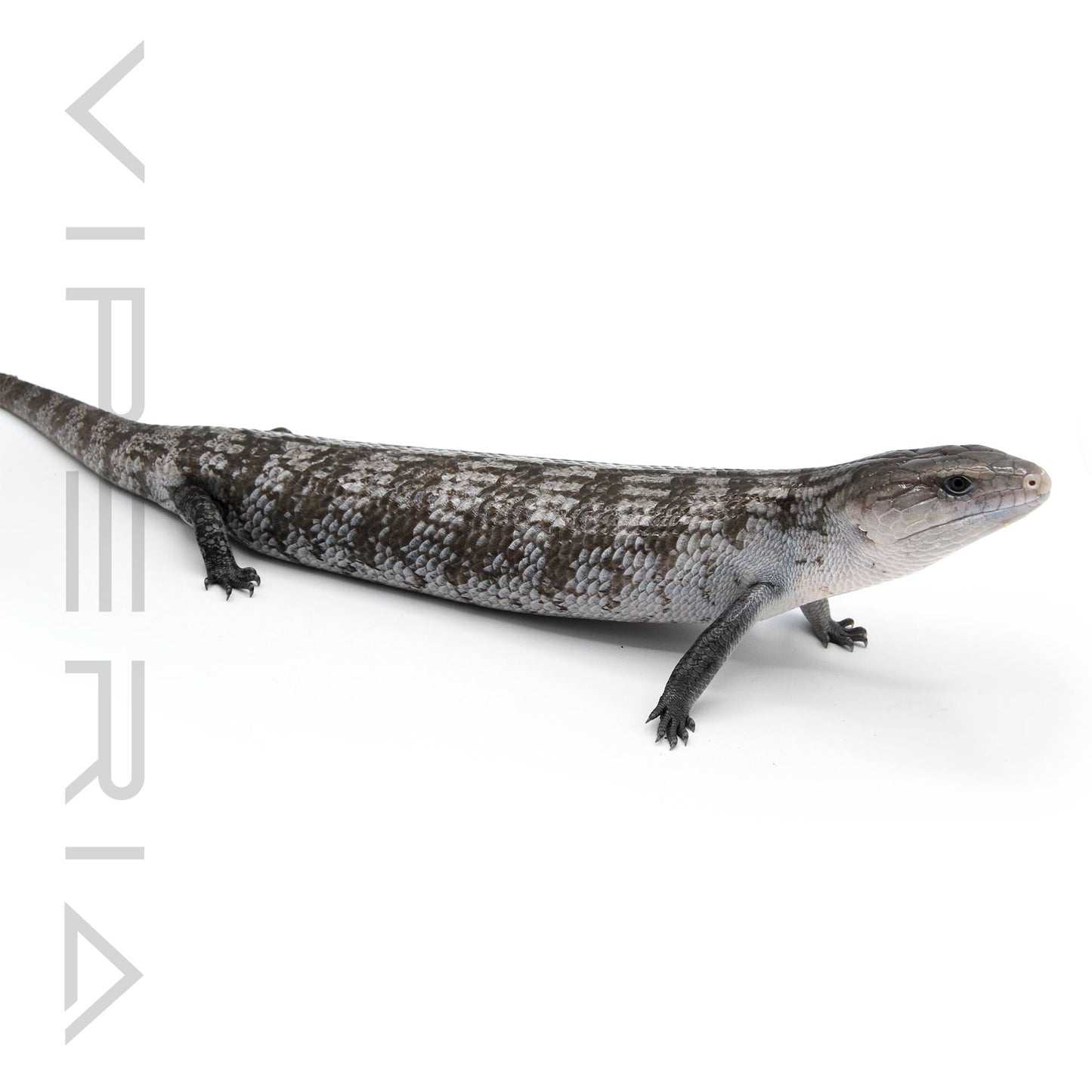 Tanimbar Blue Tongue Skink
