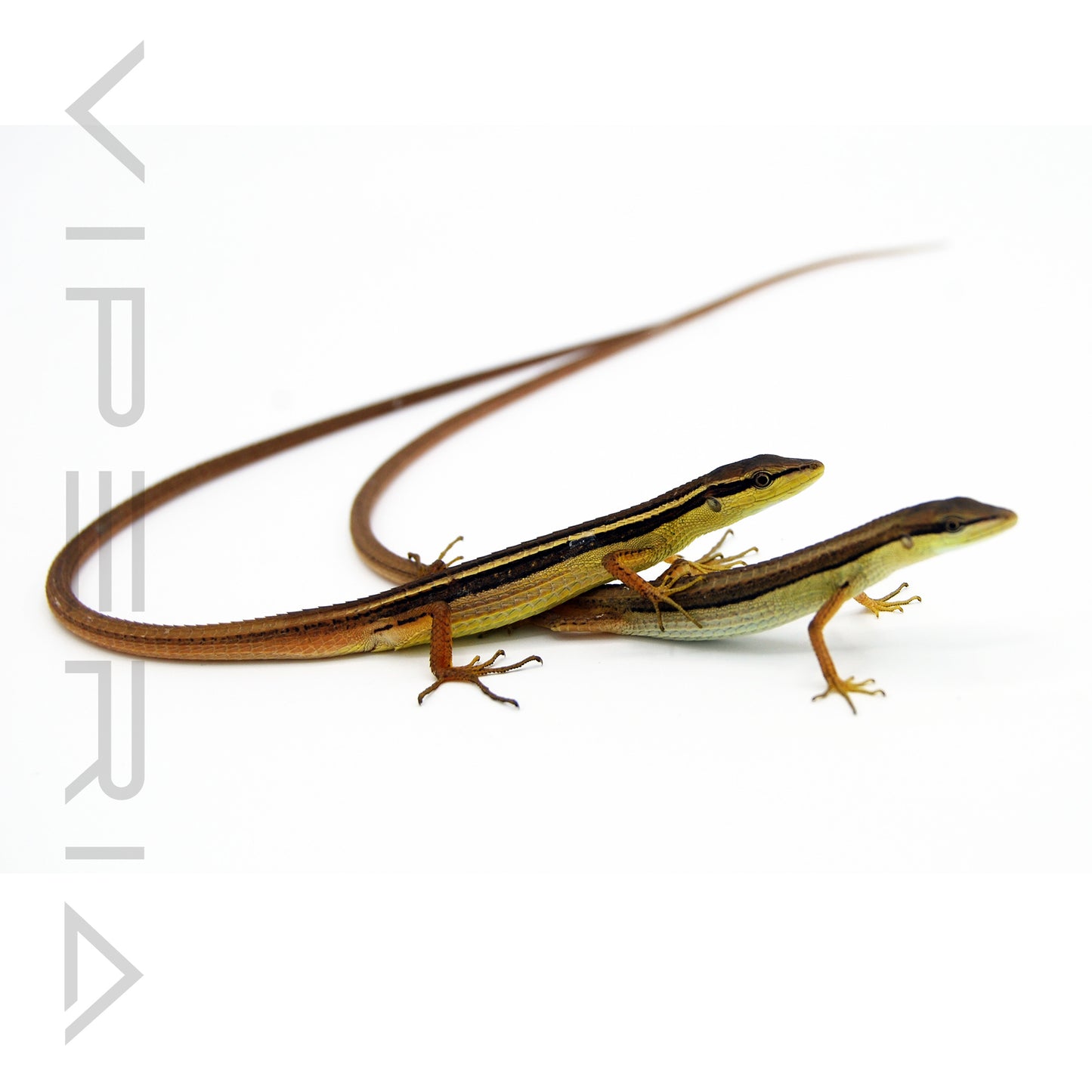 Long Tail Lizard