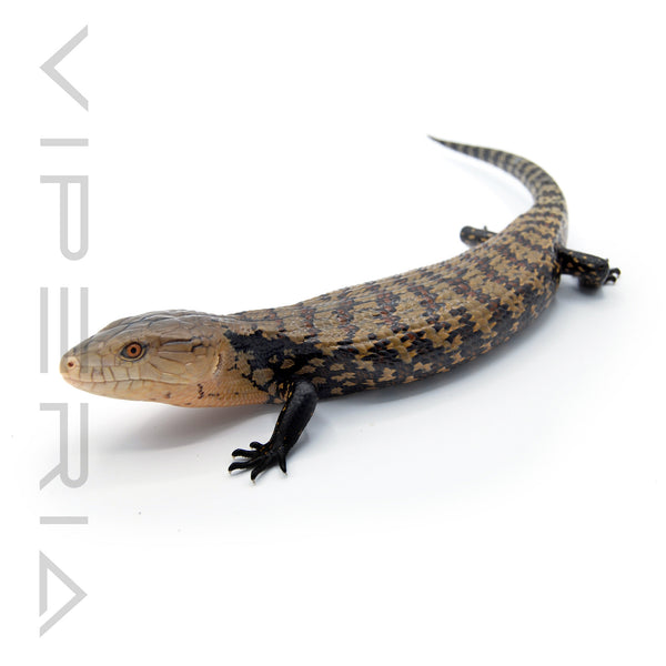 Kei Island Blue Tongue Skink