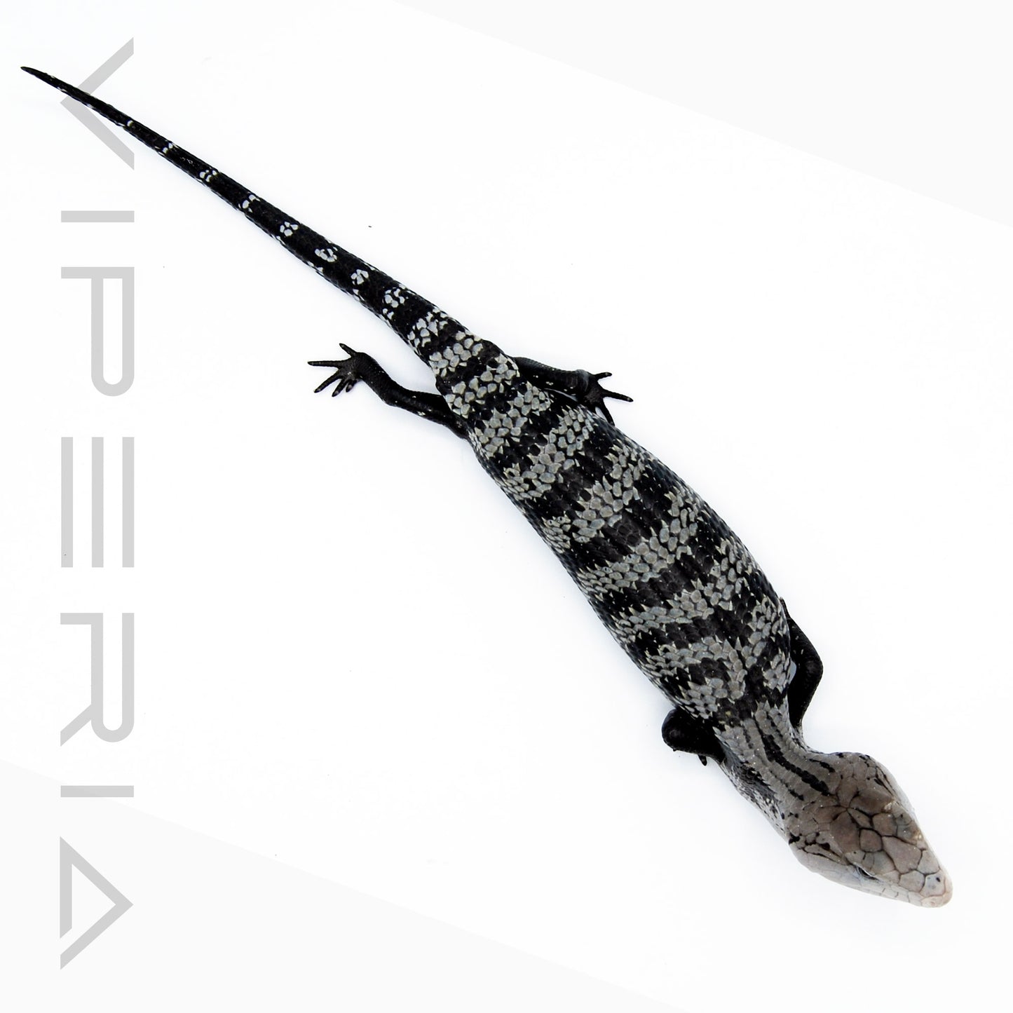 Axanthic Blue Tongue Skink