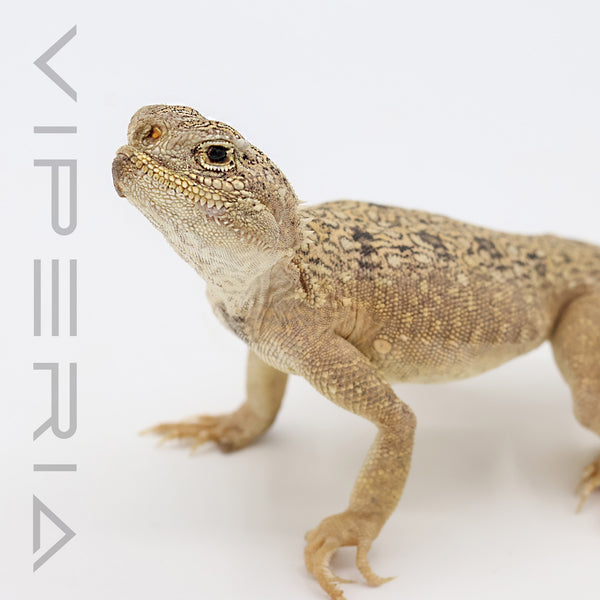 Toad Headed Agama