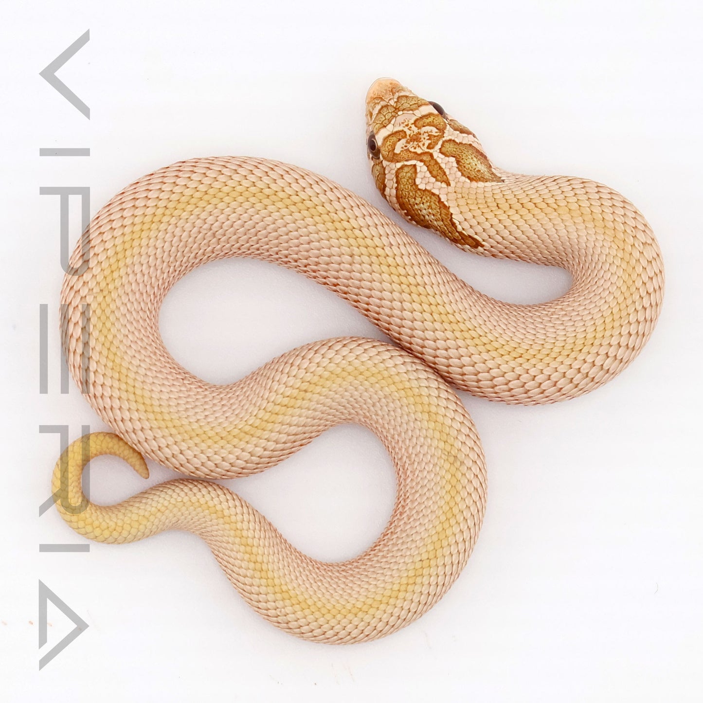 Toffeebelly Superconda Hognose