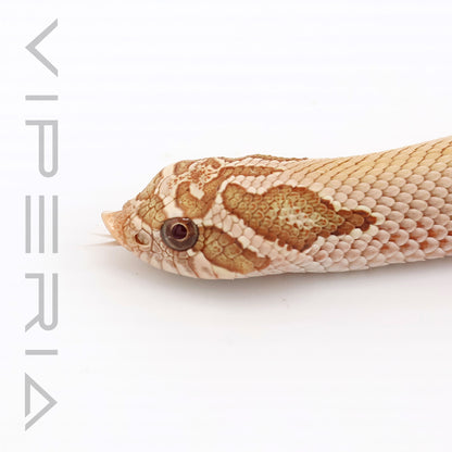 Toffeebelly Superconda Hognose