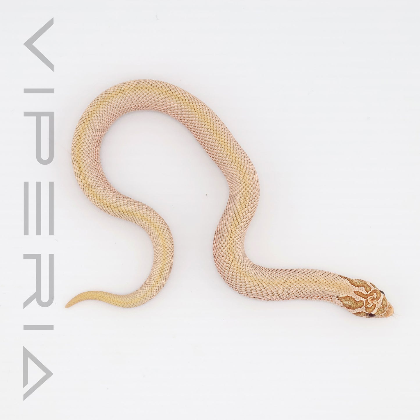 Toffeebelly Superconda Hognose