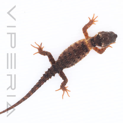White-eyed Crocodile Skink