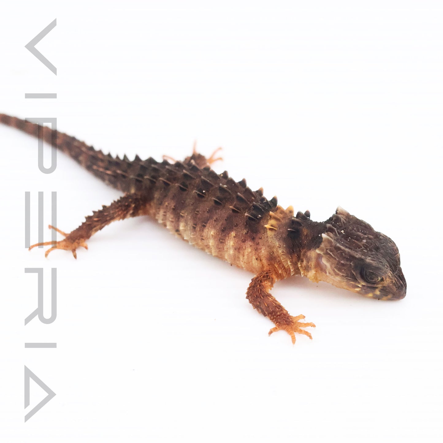 White-eyed Crocodile Skink
