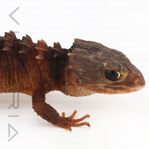 White-eyed Crocodile Skink