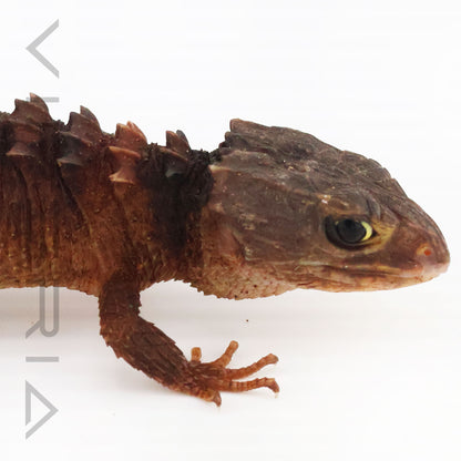 White-eyed Crocodile Skink