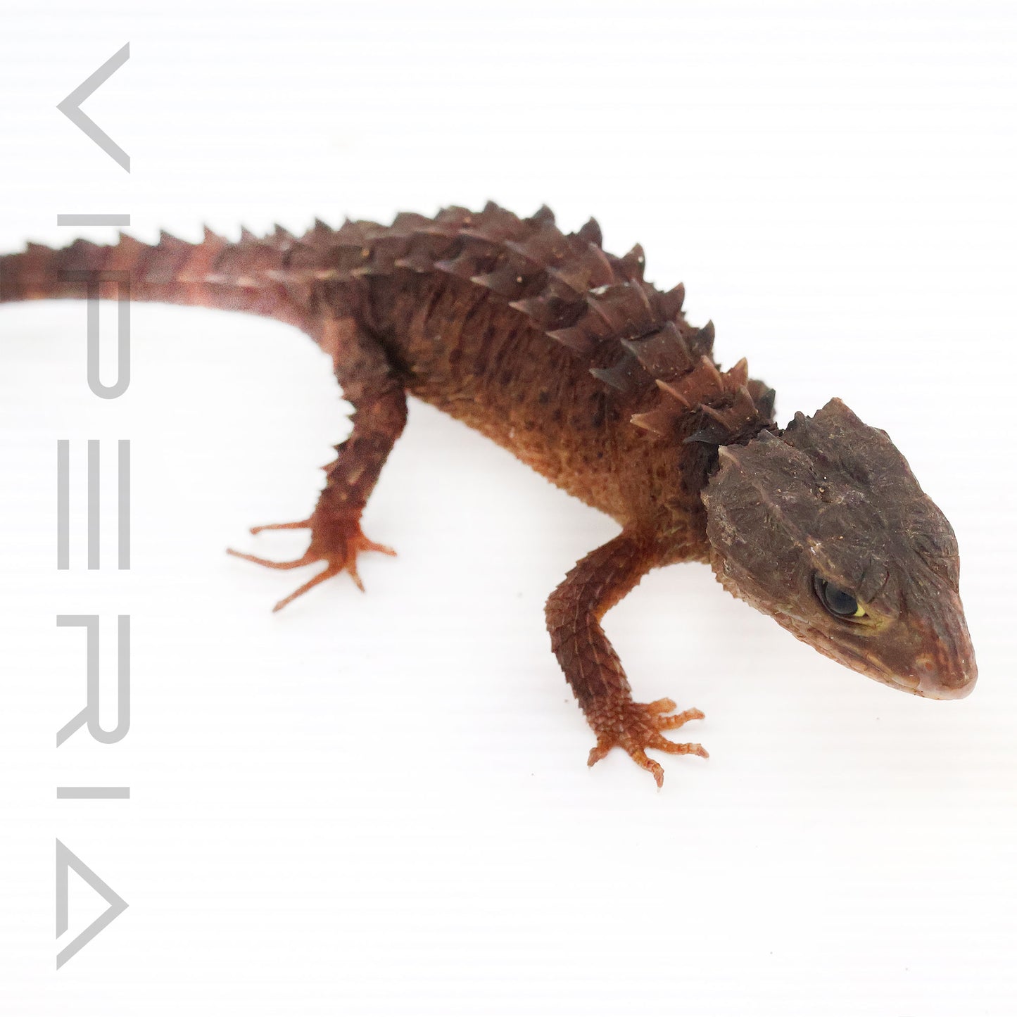 White-eyed Crocodile Skink
