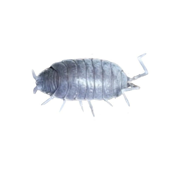 Tropical Grey Woodlice Culture