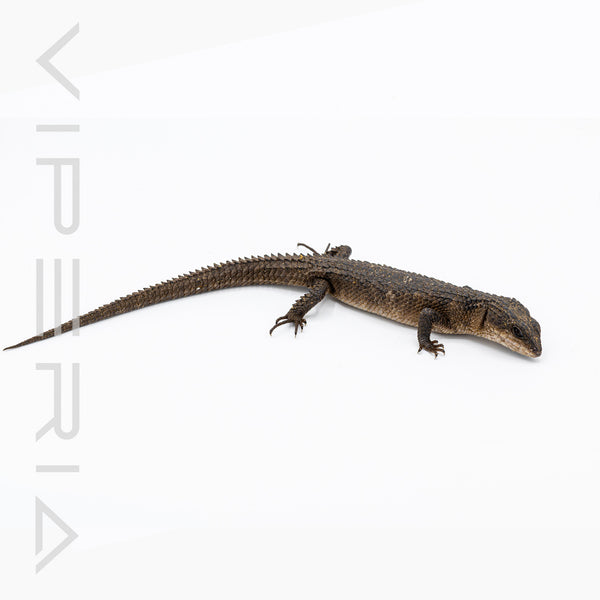 Spiny Tail Water Skink