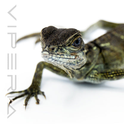 Weber's Sailfin Lizard