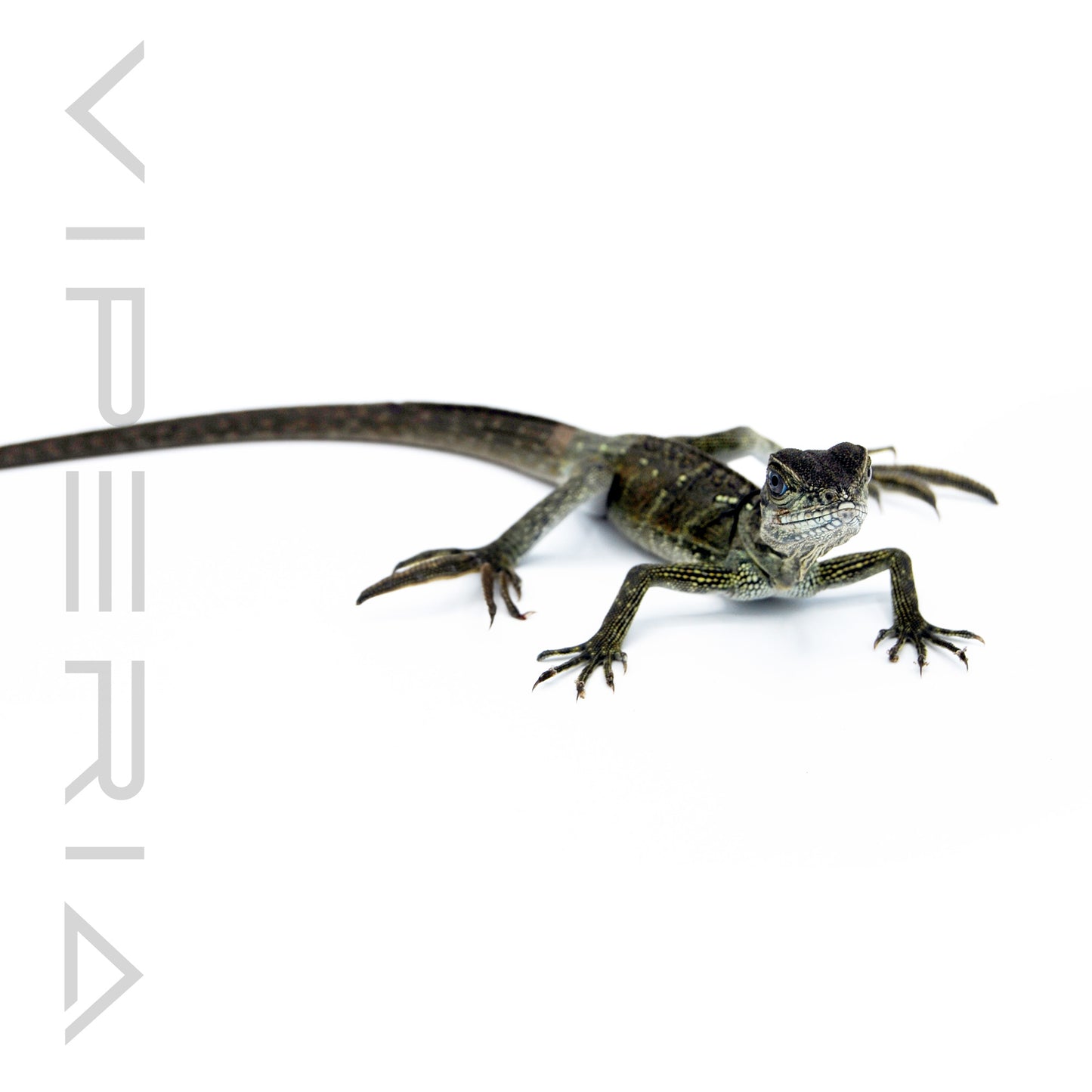 Weber's Sailfin Lizard