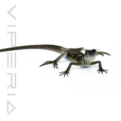 Weber's Sailfin Lizard