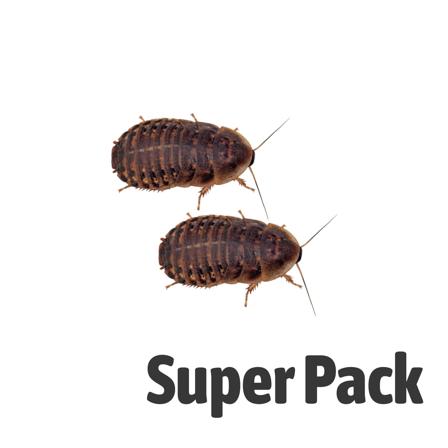 Dubia Cockroaches Super-Pack - Medium