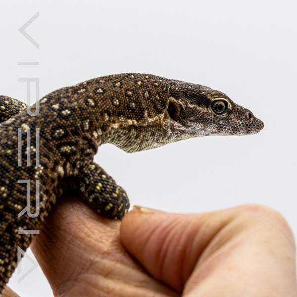 Semau Timor Monitor (1.2 Pair Only)