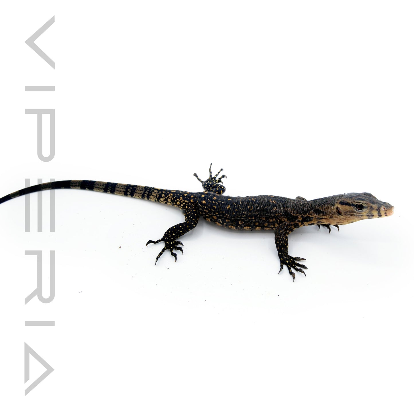 Celebes Asian Water Monitor