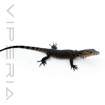 Celebes Asian Water Monitor