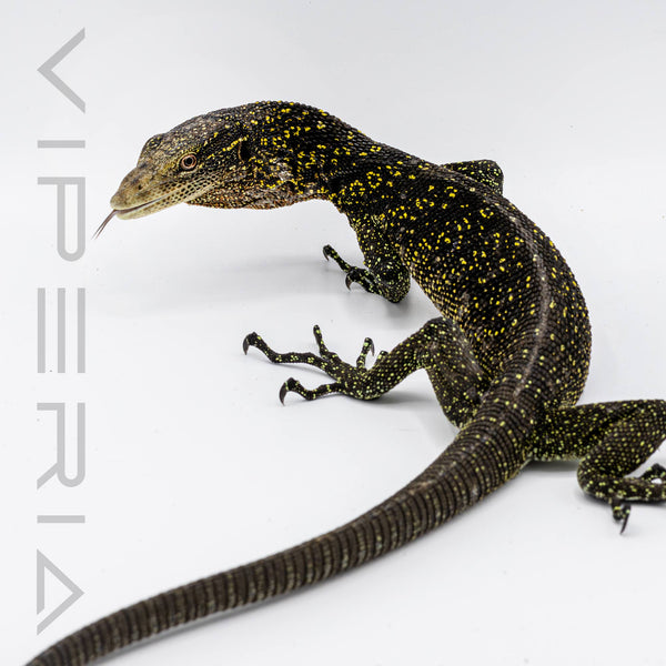 Golden Spotted Tree Monitor (1.1 Pair Only)