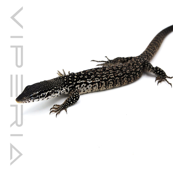 Spotted Tree Monitor