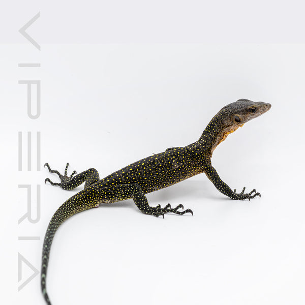 Biak Peach Throat Monitor