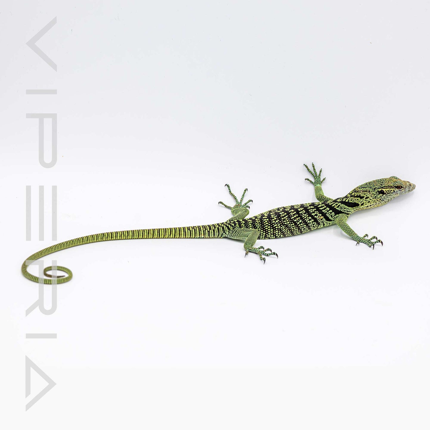 Yellow Tree Monitor