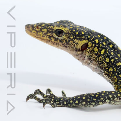 Colei Mangrove Monitor
