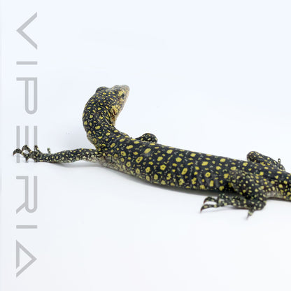 Colei Mangrove Monitor