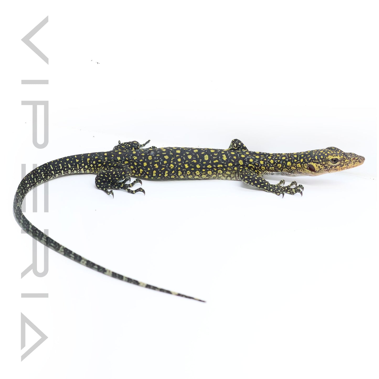Colei Mangrove Monitor