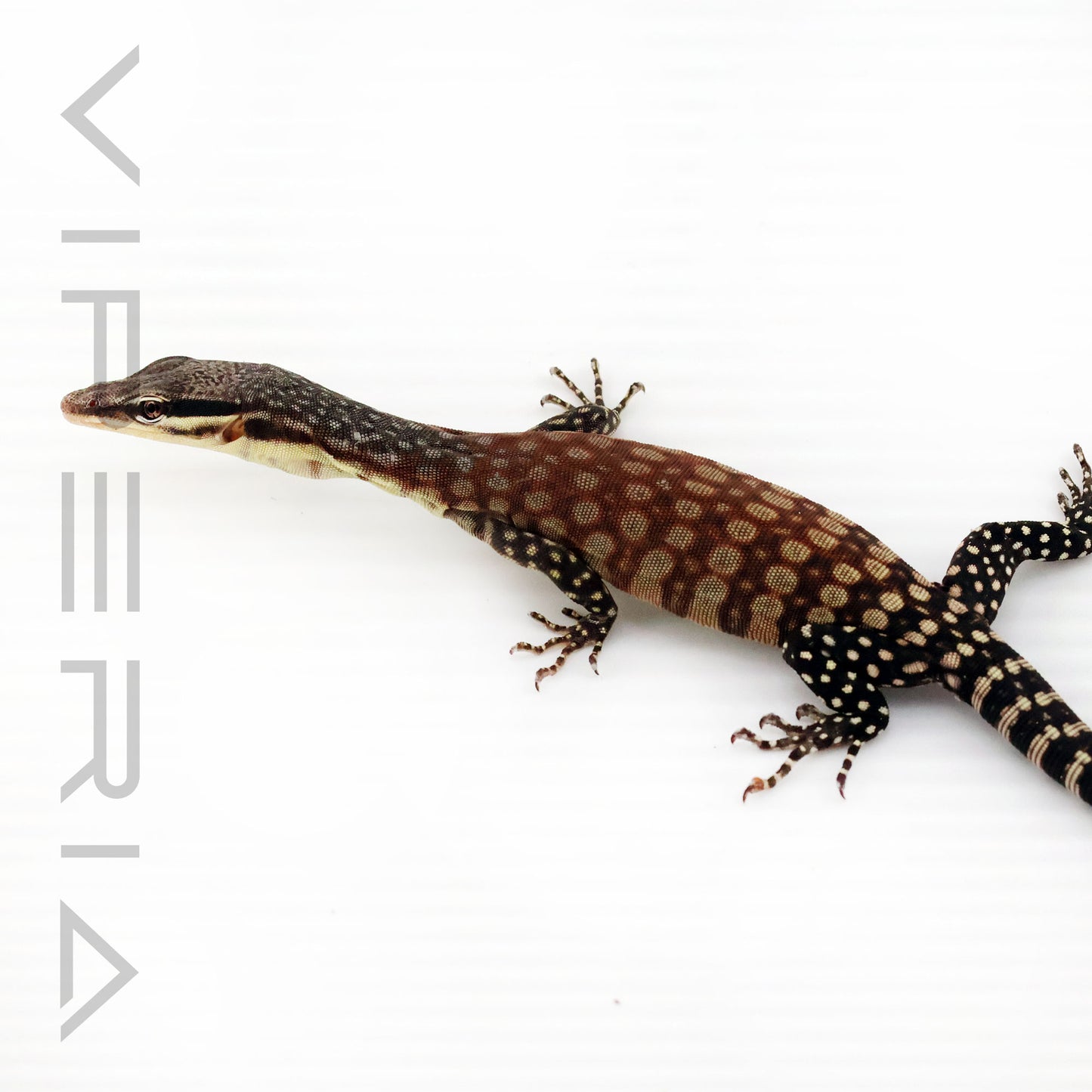 Kimberley Rock Monitor