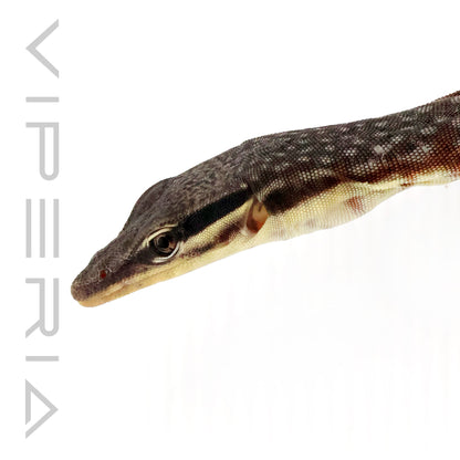 Kimberley Rock Monitor