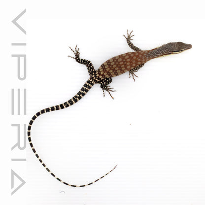 Kimberley Rock Monitor