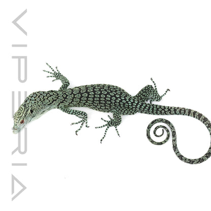 Biak Tree Monitor