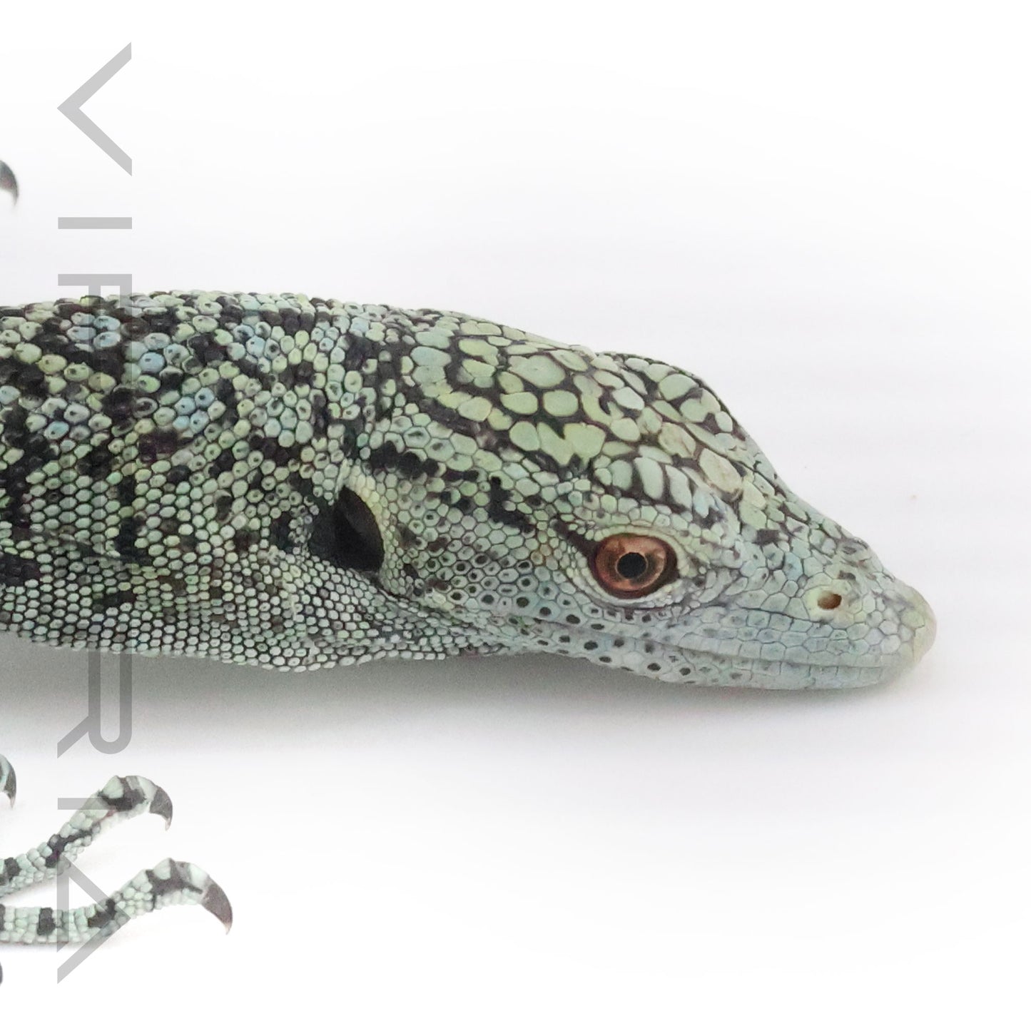 Biak Tree Monitor
