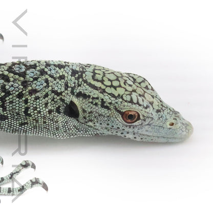 Biak Tree Monitor