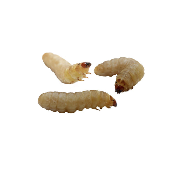 Waxworms Bulk Pack 75g