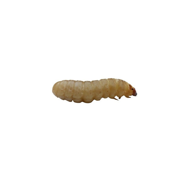 Waxworms