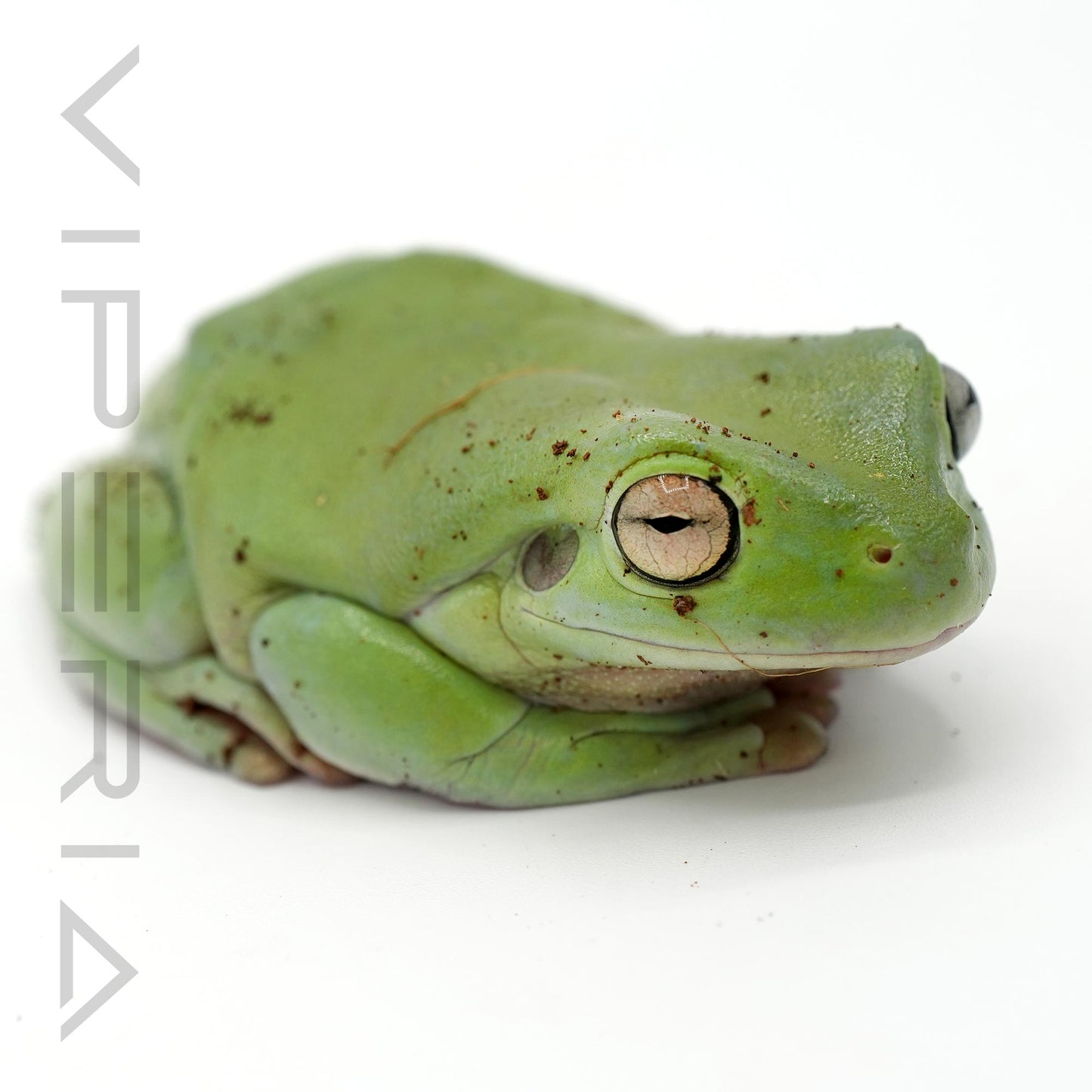 Whites Tree Frog