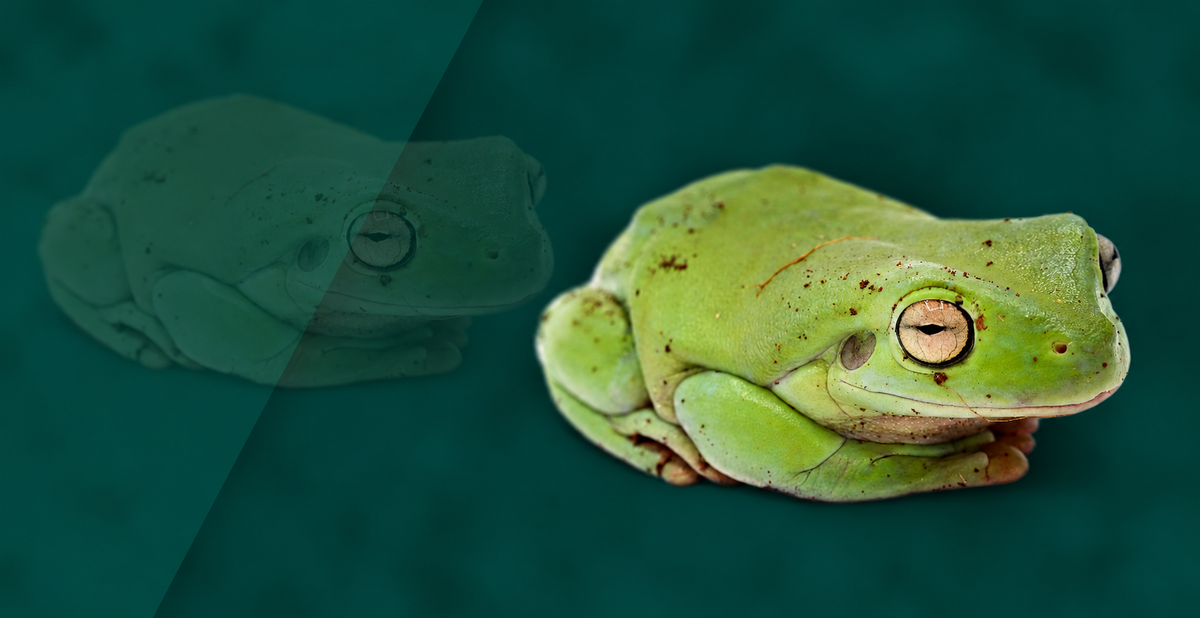 Whites Treefrog Setup