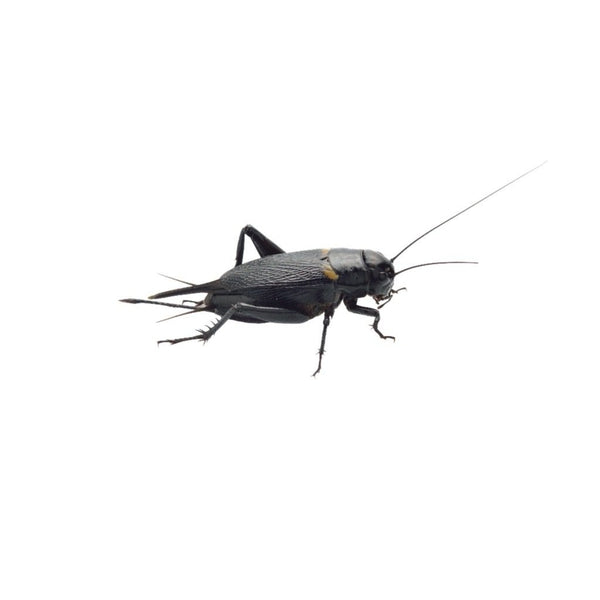 XL Black Crickets 20-30mm
