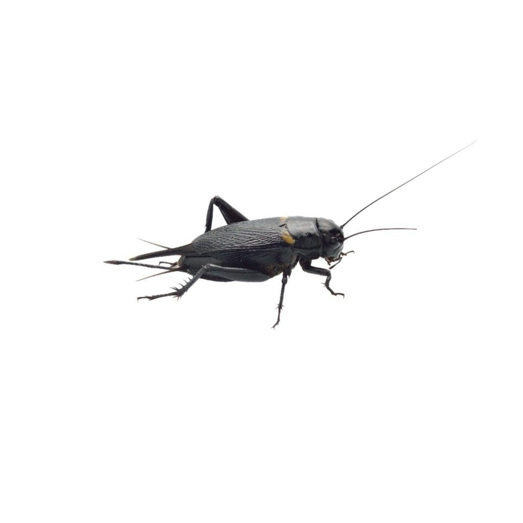 XL Black Crickets 20-30mm