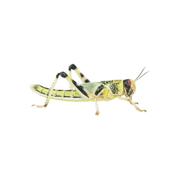 XL Locusts 35-50mm